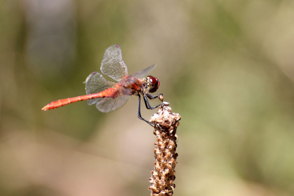 Sympetrum sanguineum? Tutti?
